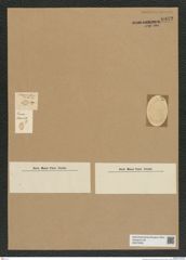 Diatomeae indet. Zeichnungen Sammlung Grunow Nr. 6942 (NHMW-BOT-W0375833)
